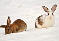 Rabbits in the snow